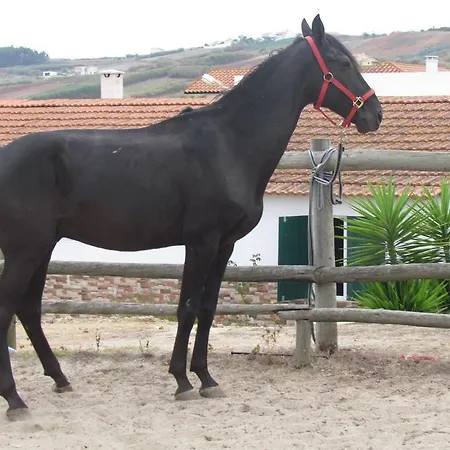 Quinta Do Forno Maçeira